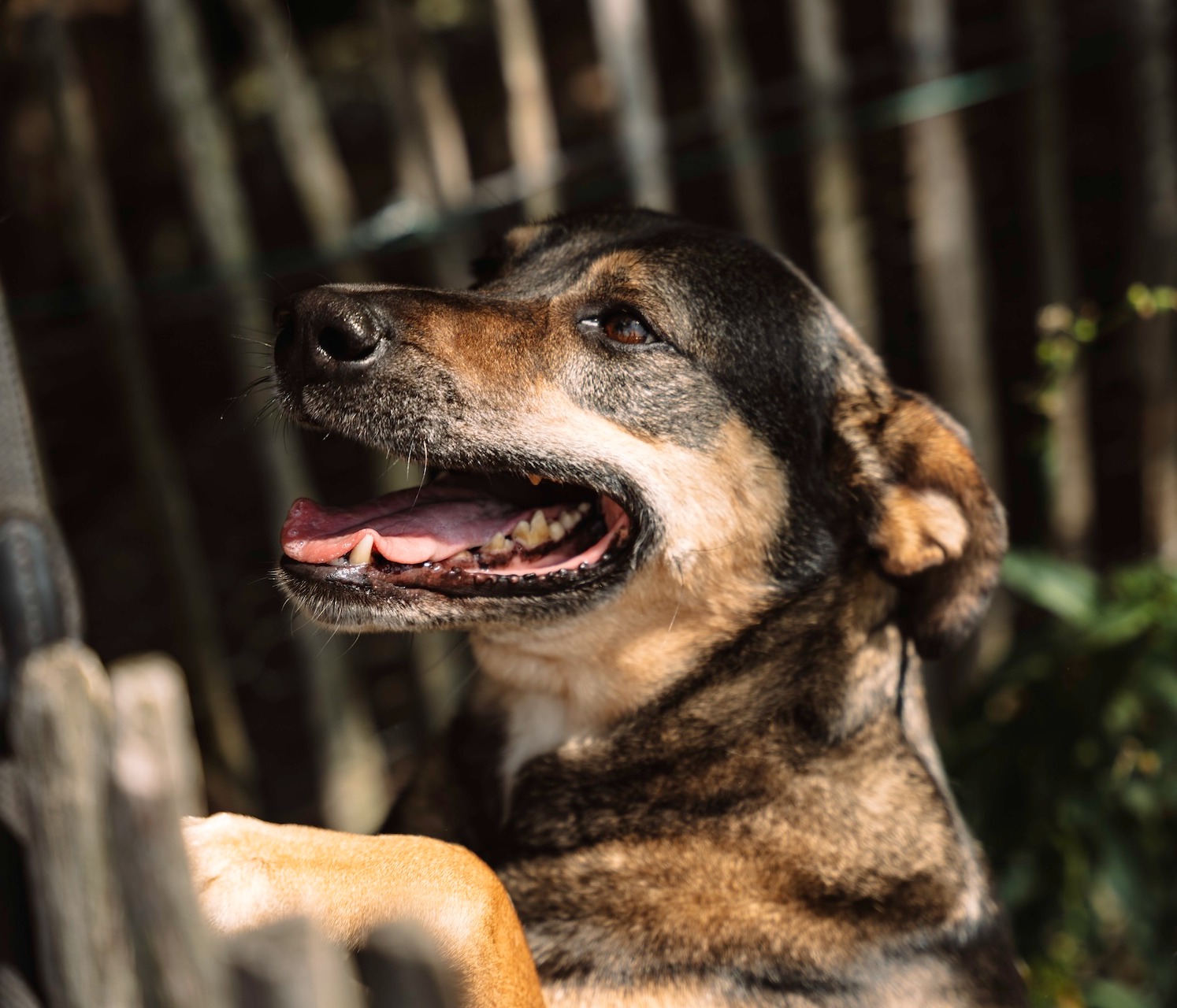 Gallery gallery_images_1_2_17551805741854626791.jpg Scooby-Doo | Dealer Car Trade B.V.